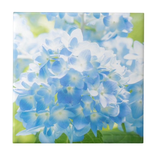 Blue Hydrangea Fliese (Vorderseite)