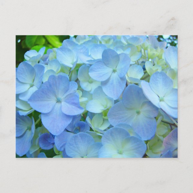 Blue Hydrangea Flowrs Postkarten Floral Postkarten (Vorderseite)