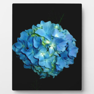 Blue Hydrangea Fotoplatte
