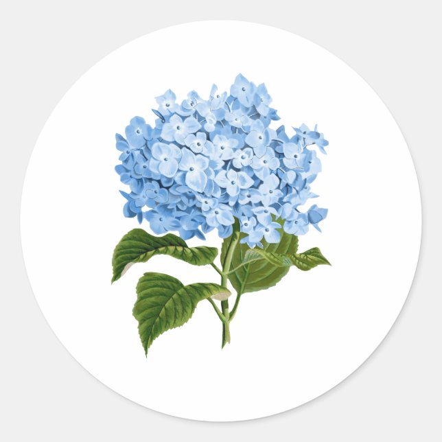 Blue Hydrangea GrandMillennium Runder Aufkleber (Vorderseite)