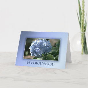 Blue Hydrangea Karte
