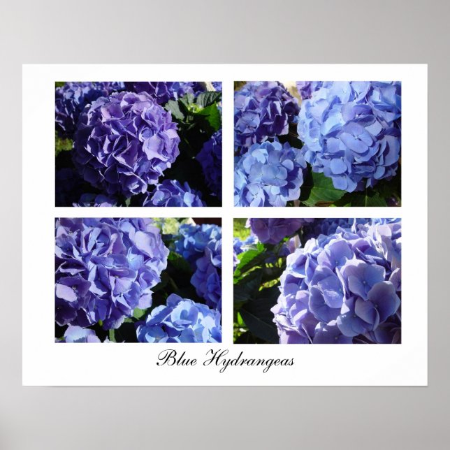 Blue Hydrangea-Mischung, Blue Hydrangeas Poster (Vorne)
