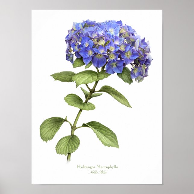 Blue Hydrangea Original Art Print Poster (Vorne)