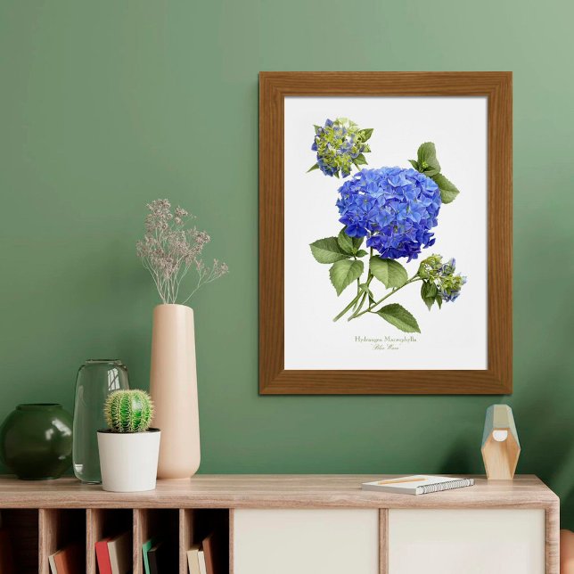 Blue Hydrangea Original Art Print Poster (Von Creator hochgeladen)