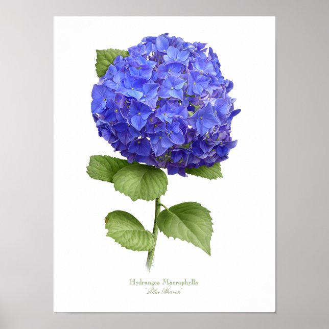 Blue Hydrangea Original Art Print Poster (Vorne)