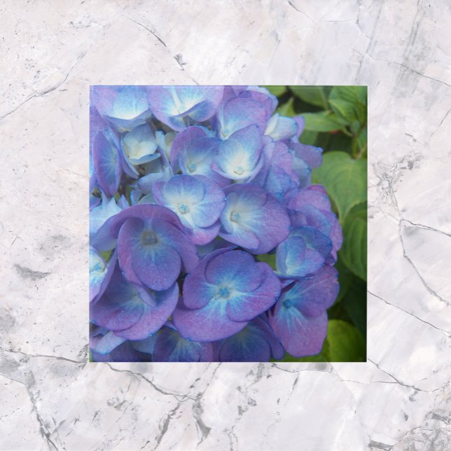 Blue Hydrangea Petals Floral Fliese (In Situ)