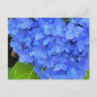 Blue Hydrangea Postcard Postkarte