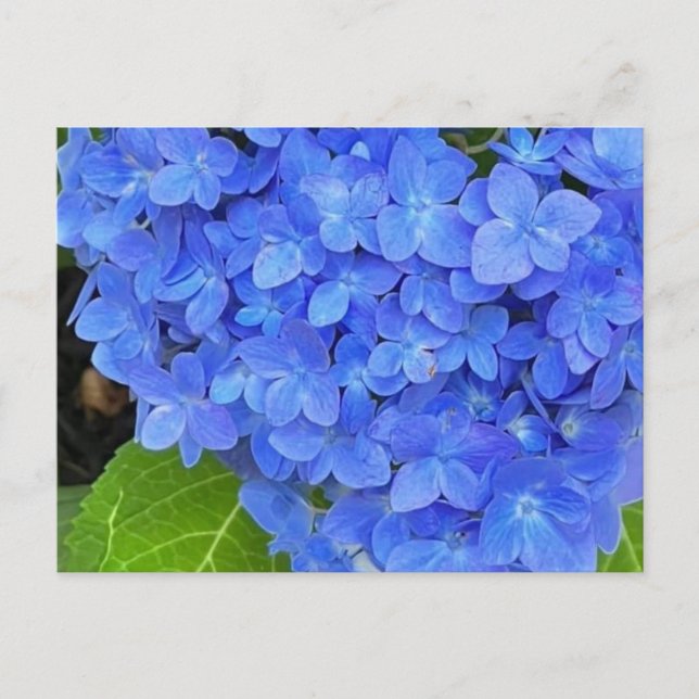 Blue Hydrangea Postcard Postkarte (Vorderseite)