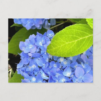 Blue Hydrangea Postcard Postkarte