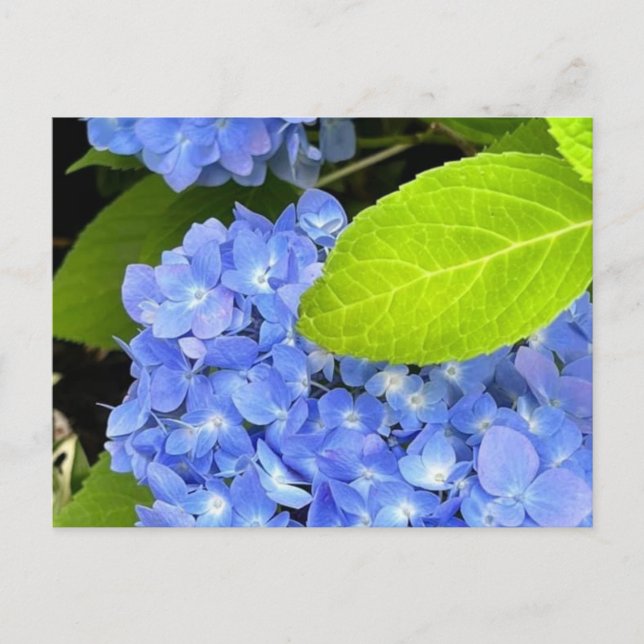 Blue Hydrangea Postcard Postkarte (Vorderseite)