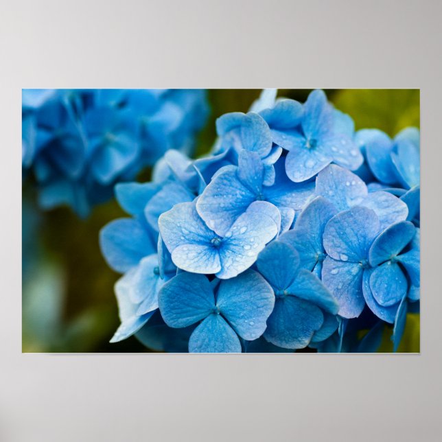 Blue Hydrangea Poster (Vorne)