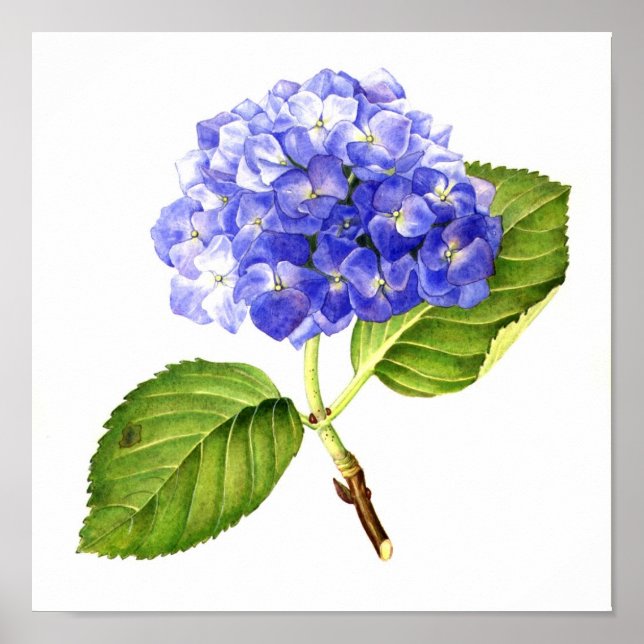 Blue Hydrangea Poster (Vorne)