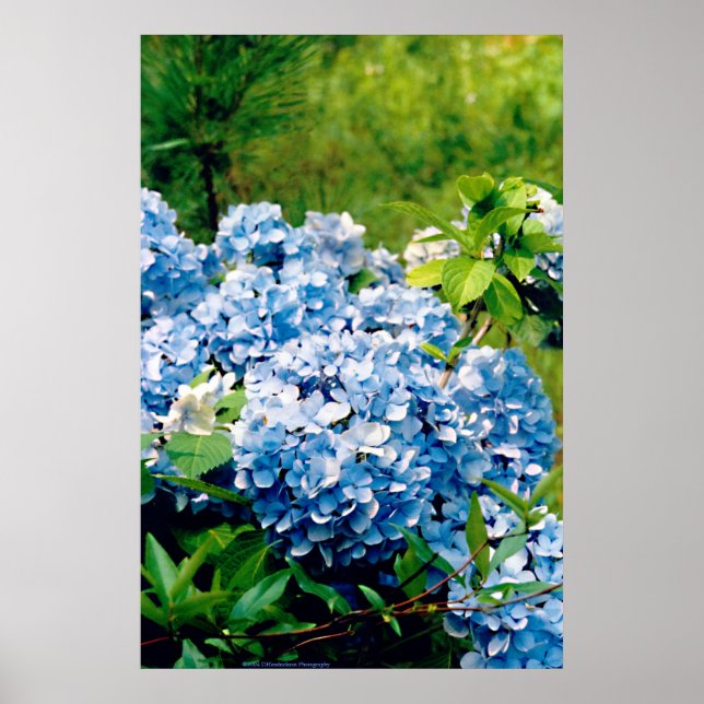 Blue Hydrangea Poster (Vorne)