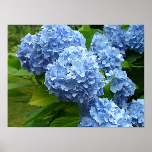 Blue Hydrangea Poster (Vorne)