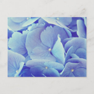 Blue Hydrangea Postkarte
