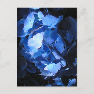 Blue Hydrangea - Postkarte