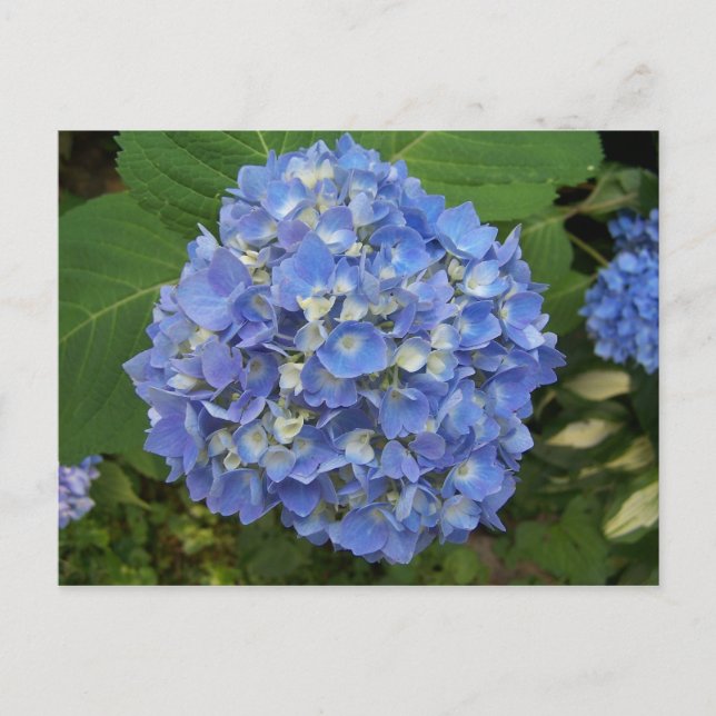 Blue-Hydrangea Postkarte (Vorderseite)