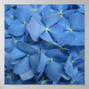 Blue Hydrangea Print Poster