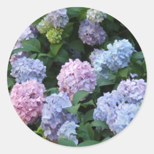 Blue Hydrangea Runder Aufkleber