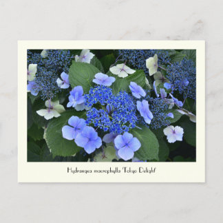 Blue Hydrangea Sammelbare Blume Postkarten