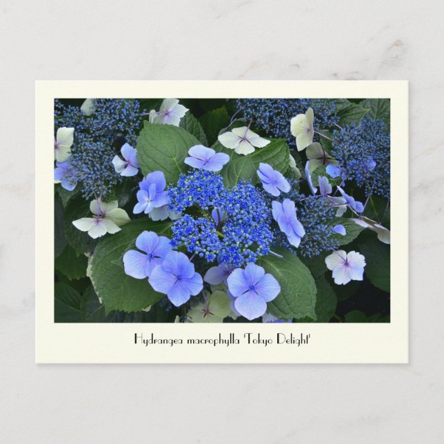 Blue Hydrangea Sammelbare Blume Postkarten (Vorderseite)