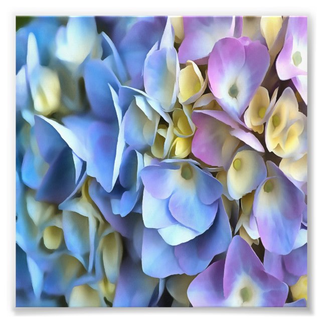Blue Hydrangea Shrub Artistic Bossom Fotodruck (Vorne)