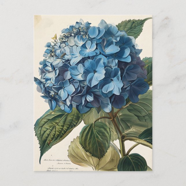 Blue Hydrangea Vintag Postkarte (Vorderseite)