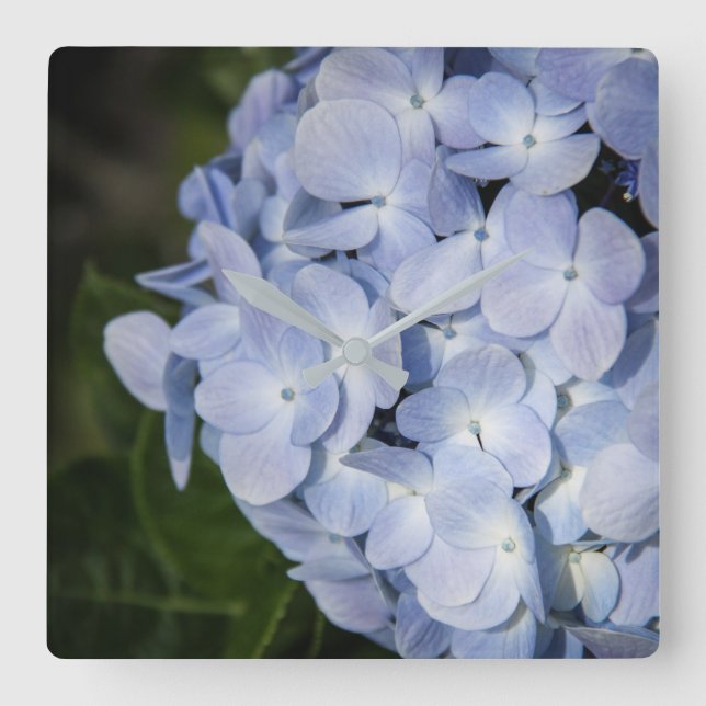 Blue Hydrangea Wall Clock Quadratische Wanduhr (Vorderseite)