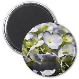 Blue Hydrangeas-Blume Magnet