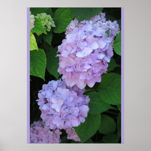Blue Hydrangeas (Foto) Poster (Vorne)