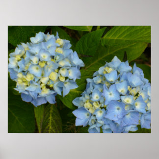 Blue Hydrangeas Poster
