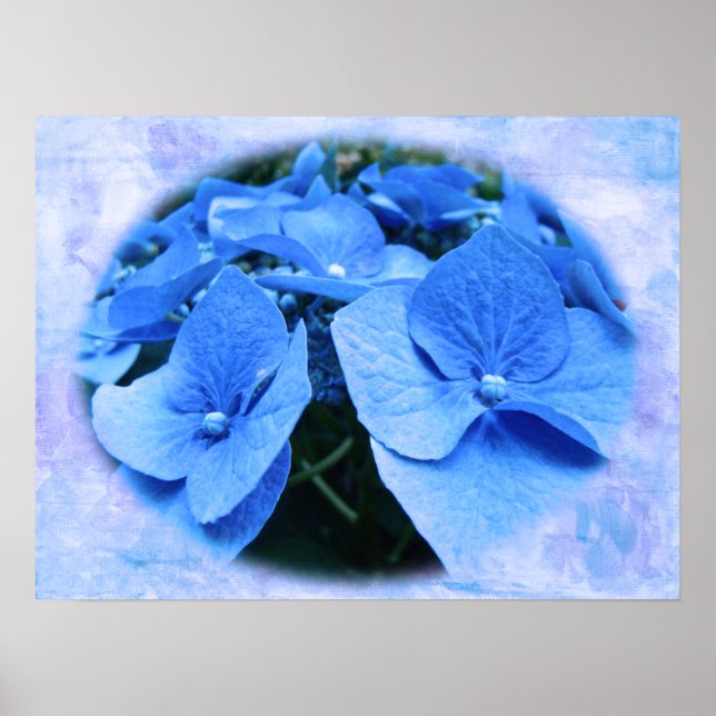 Blue Hydrangeas - Poster (Vorne)
