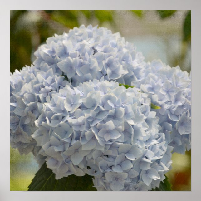 Blue Hydrangeas Poster (Vorne)