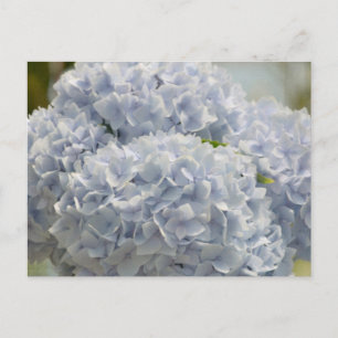 Blue Hydrangeas Postkarte