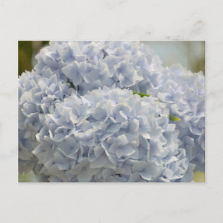 Blue Hydrangeas Postkarte