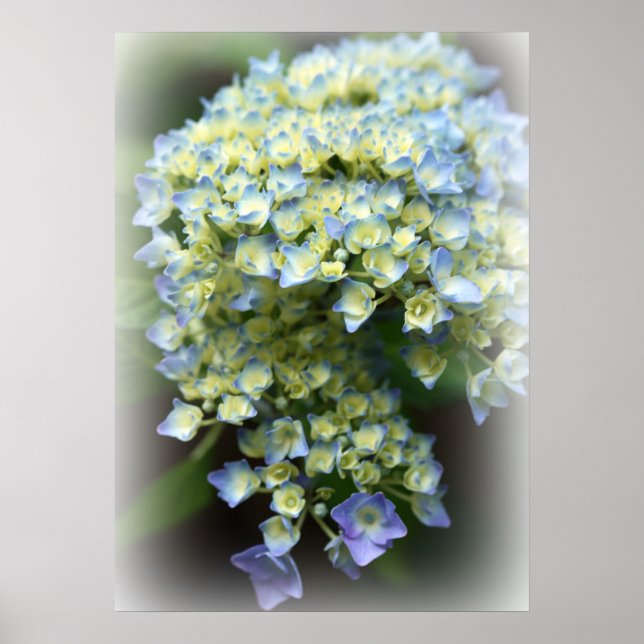 Blue Hydrengea Poster (Vorne)