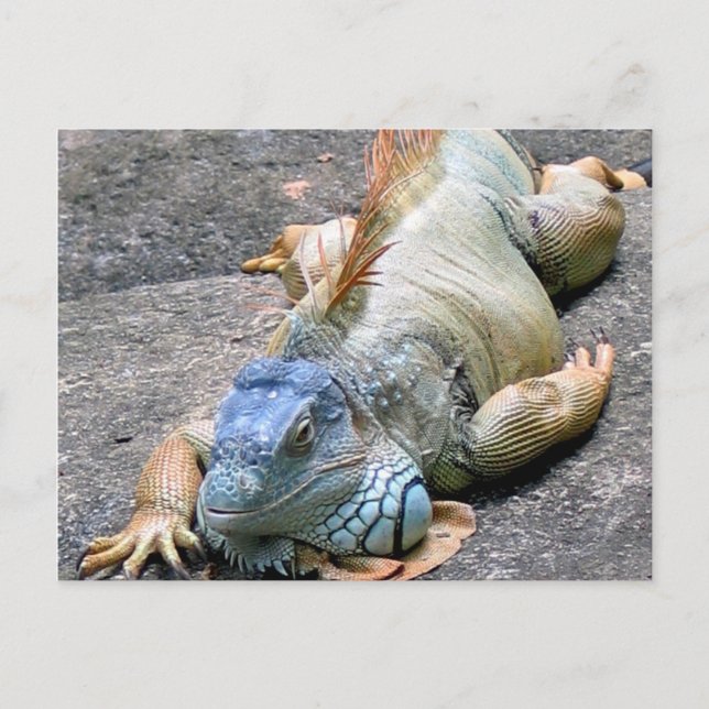Blue Iguana Postkarte (Vorderseite)