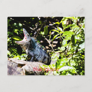 Blue Iguana Postkarte