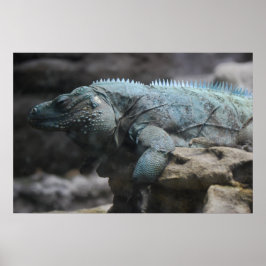 Blue Iguana Print Poster