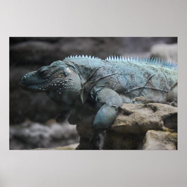 Blue Iguana Print Poster (Vorne)