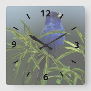 Blue Indigo Bunting Bird Quadratische Wanduhr