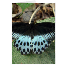 Blue Iridescent Mormon Butterfly