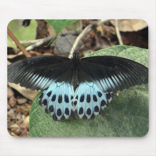 Blue Iridescent Mormon Butterfly Mousepad (Vorne)