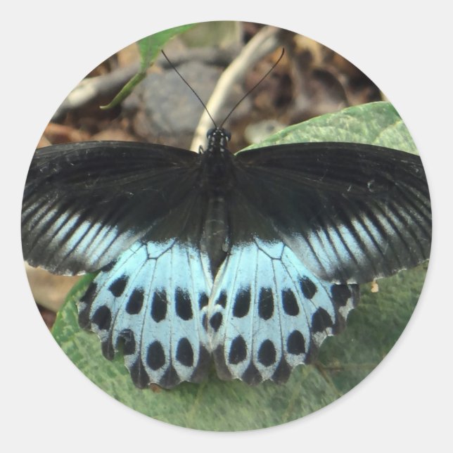 Blue Iridescent Mormon Butterfly Runder Aufkleber (Vorderseite)