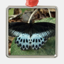 Blue Iridescent Mormon Butterfly Silbernes Ornament