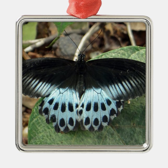 Blue Iridescent Mormon Butterfly Silbernes Ornament (Vorne)