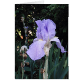 Blue Iris