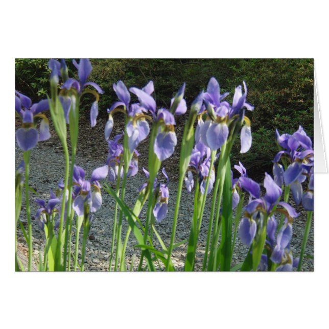 Blue Iris (Vorderseite (Horizontal))