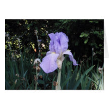 Blue Iris