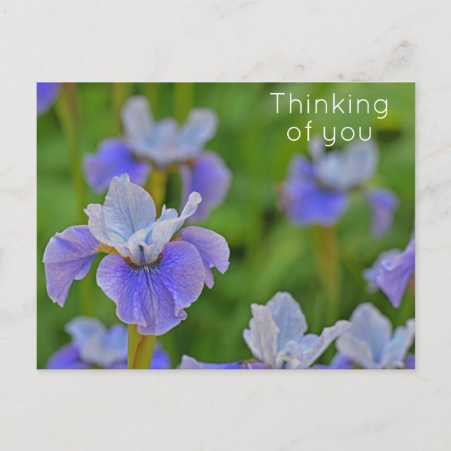 Blue Iris Blume Denken Sie an Sie Postkarte (Vorderseite)